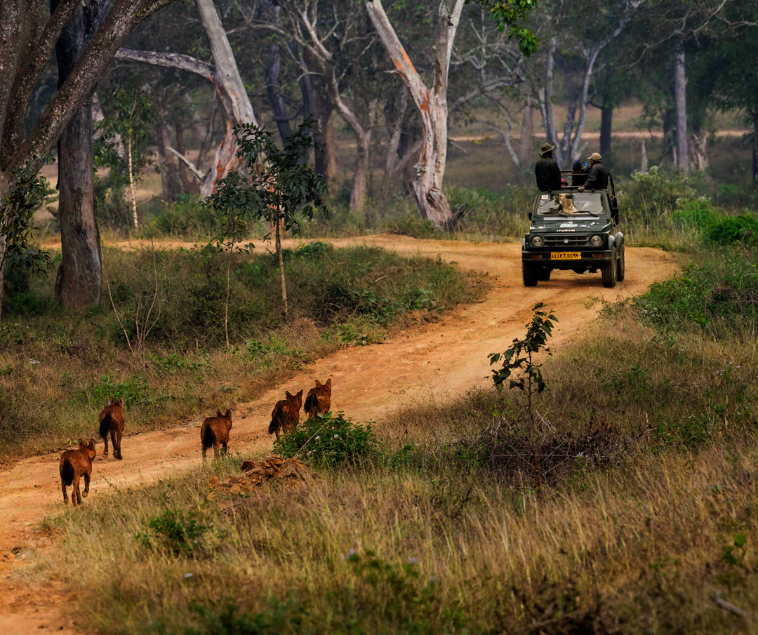 Bandhavgarh Weekend Tour with 2 gypsy Safari (2N/3D)